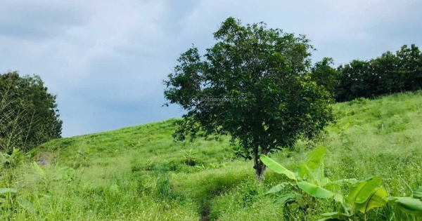 Vườn trái cây 1300m2 view cực hồ Trị An cực đẹp. Thích hợp làm farmstay nghỉ dưỡng, giá chỉ 650 tr